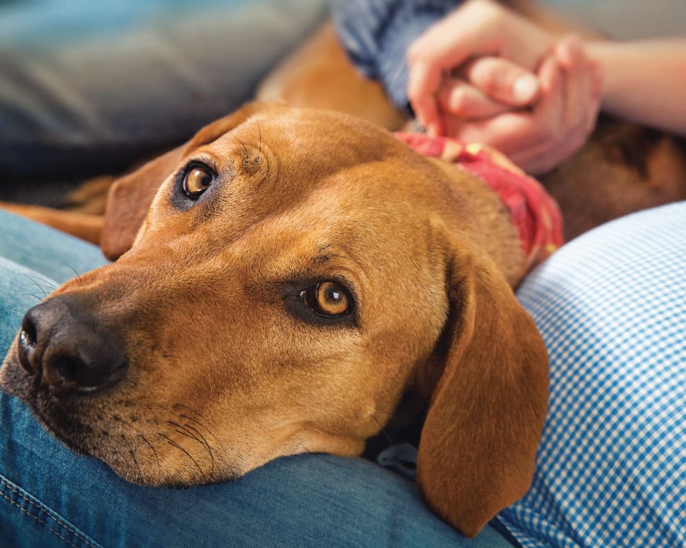 Prepara-a-tu-perrita-para-tener-cachorros