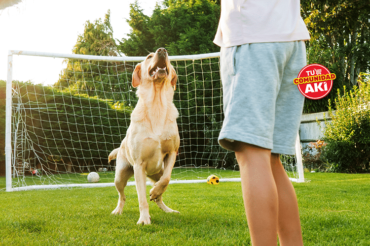 Juegos y actividades divertidas para mascotas